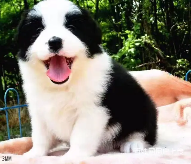 宿迁正规犬舍，益帆边境牧羊犬犬舍 - 图片 3