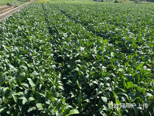 广州市越秀区食堂生鲜蔬菜配送供应，专业全品类配送 - 图片 3