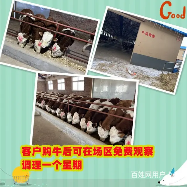 5个月的 西门塔尔小母牛犊 现在什么价 - 图片 1