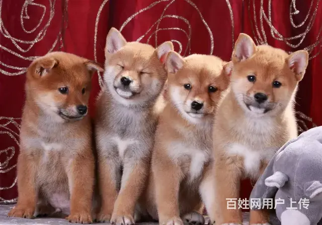 纯种柴犬 柴犬幼犬 柴狗 日本柴犬 柴犬幼犬纯种 - 图片 7