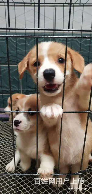 柯基幼犬出售，价格美丽 - 图片 4