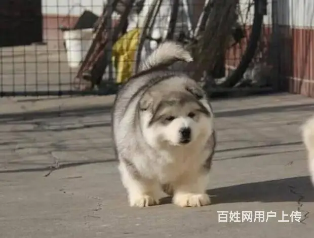 巨型 红色 黑色 阿拉斯加雪橇犬犬舍诚信出售 - 图片 6