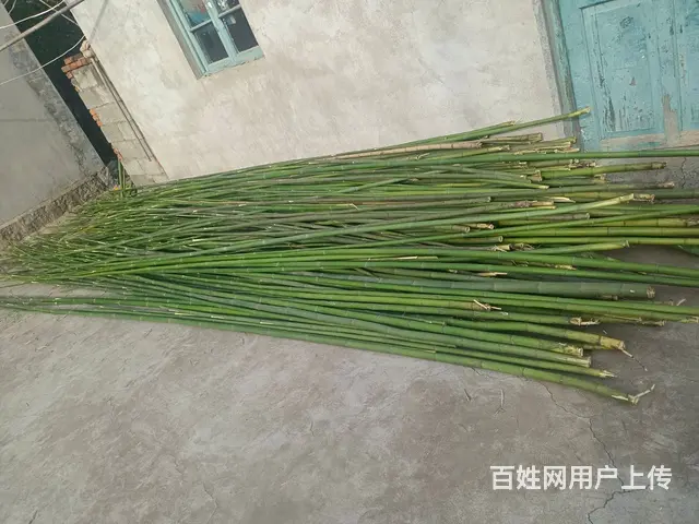 砍好的竹子 - 图片 3