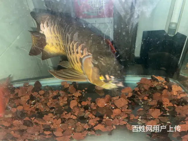 高背金龍、60公分、公、十一岁 - 图片 1