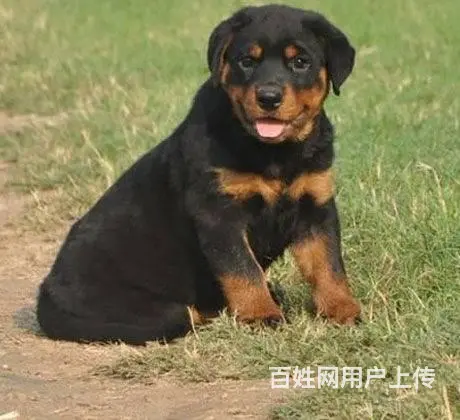 纯种罗威纳幼犬出售 大头肉嘴罗威纳 罗威纳价格 - 图片 6