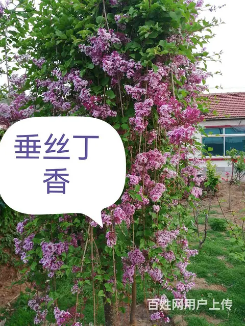 新品种花卉垂丝丁香欧丁香专业除杂草苗木修剪 - 图片 1