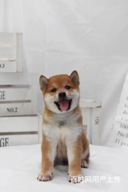 赛级柴犬，CKU认证品质，专业信誉服务 - 图片 8