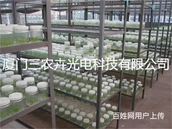 桉树组培灯 - 图片 1