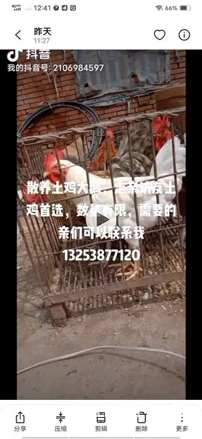 长期出售脱温鸡鸭鹅。乌鸡土鸡麻鸡。通出售土鸡大鹅。 - 图片