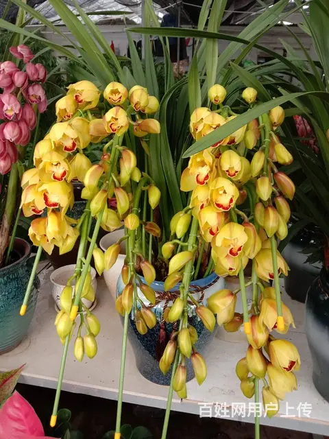开业花篮鲜花绿植出租租赁绿萝发财树金钱树出租蝴蝶兰 - 图片 2