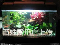 昆明专业鱼缸清洗，鱼缸修复，鱼缸定制，鱼缸搬家 - 图片 6