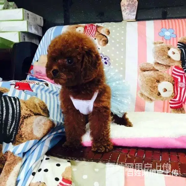 宿迁泰迪犬价格哪里有泰迪买呢 - 图片 6