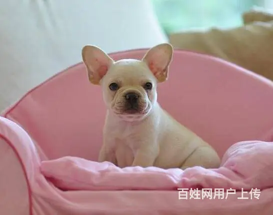 北京本地出售法国斗牛犬 纯种法国斗牛犬 法牛幼犬 - 图片 2