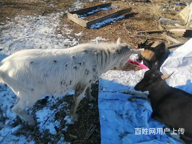 配种山羊出售 - 图片 10