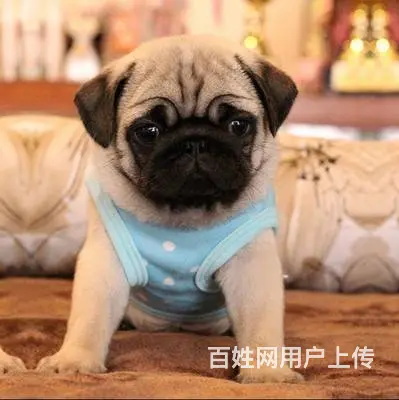 纯种巴哥犬哪里有 巴哥犬去哪里买  放心犬舍在 - 图片 9