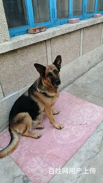 信鸽 - 图片