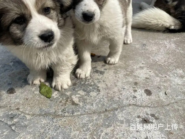 中华田园犬免费送 - 图片 1