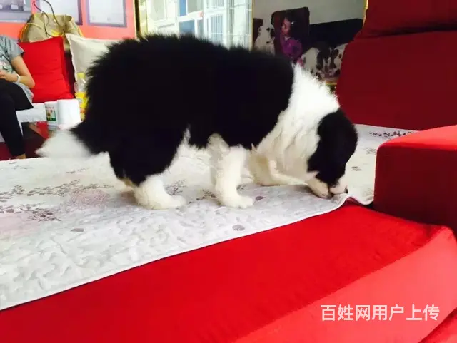 辽阳上哪可以看到边牧犬舍，边牧犬舍地址位置 - 图片 2
