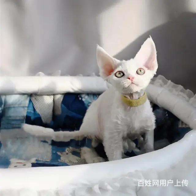 河南济源纯种德文幼猫多少钱一只 - 图片 7