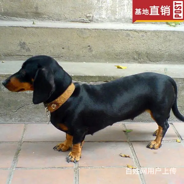 宿州【十年老店】常年繁殖优质血统腊肠犬幼犬 - 图片 9