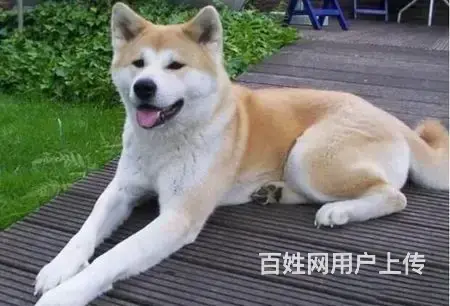 哪里有秋田犬秋田犬多少钱哪里买到秋田犬 - 图片 2