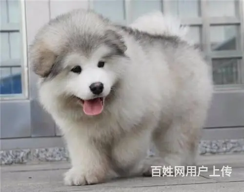 长春出售纯种大骨架巨型阿拉斯加犬 阿拉斯加犬图片 - 图片 3