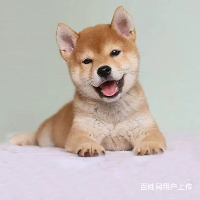 精品赛级 柴犬出售 健康有保障 可送货上门 - 图片 11