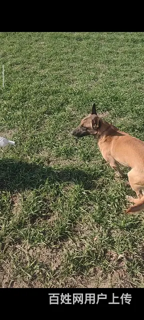 老血马犬出售 - 图片 2