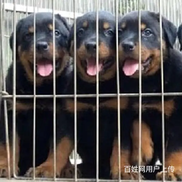 辽阳犬舍推荐-正规养殖罗威纳的地方 - 图片 10