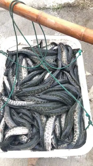 黄骨鲈鱼泥鳅桂鱼黑鱼翘嘴白叉尾鮰鸭嘴鱼苗 - 图片 5