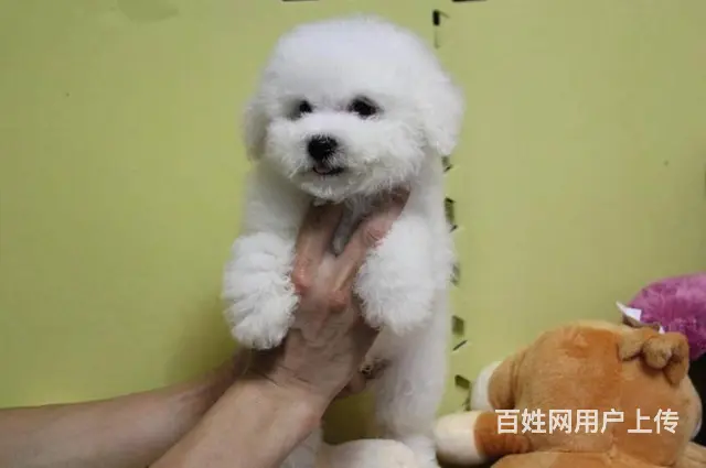 纯种比熊犬幼犬出售 高颜值多只可选 赛级品质 - 图片 1