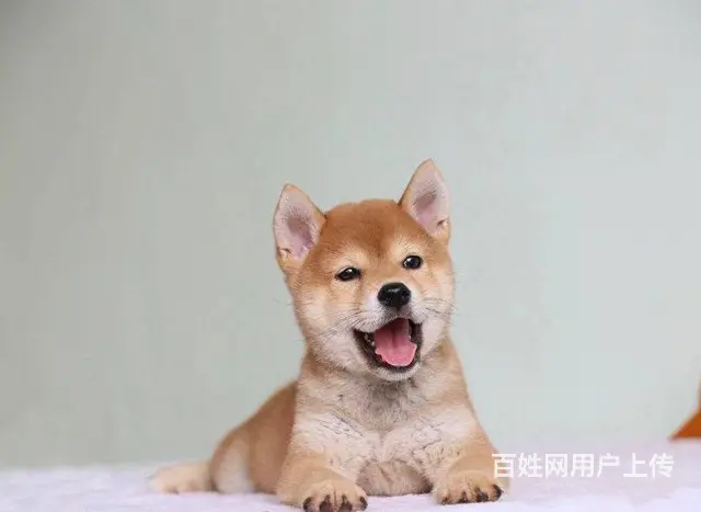 纯种日本柴犬多少钱 北京哪里有卖柴犬 纯种柴犬价格 - 图片 9