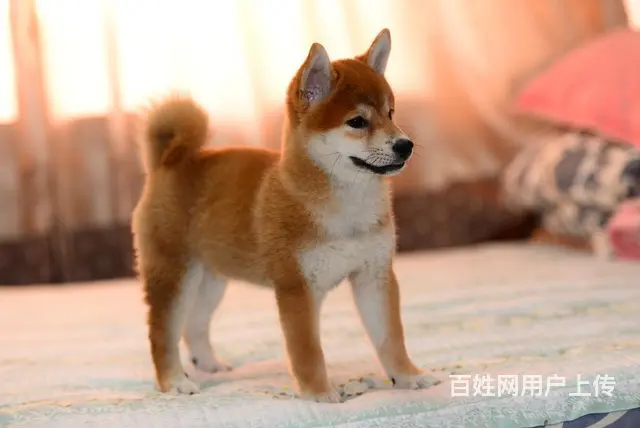 崇左哪里有高品质纯种柴犬幼犬出售 自家犬舍繁育 购 - 图片 1