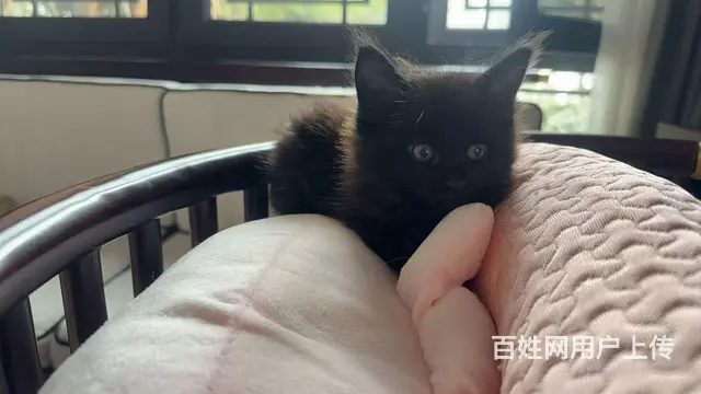 家庭式繁殖缅因猫 - 图片 2