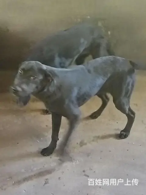 狗狗 - 图片 3