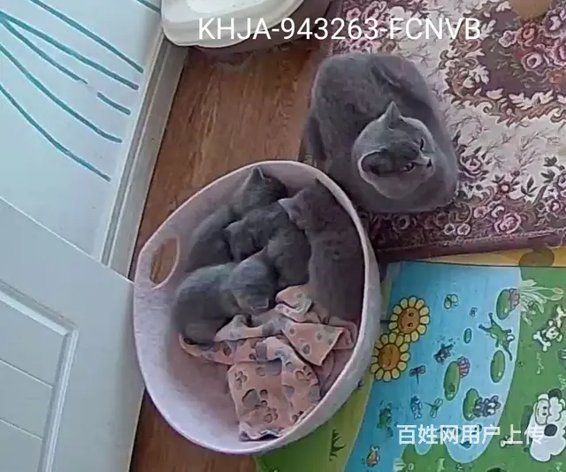 英短蓝猫成母出售定金200 - 图片 2