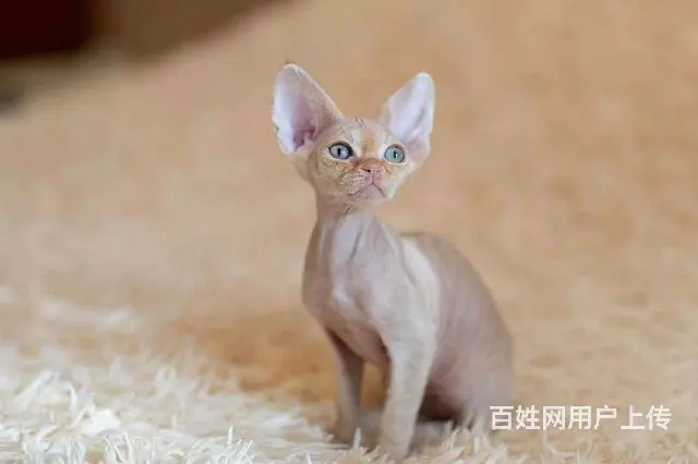 德文卷毛猫价格 德文卷毛猫成年体重 德文卷毛猫 - 图片 1