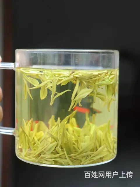 茶叶害虫--绿叶蝉 安吉白茶直销 小戴白茶 - 图片 5