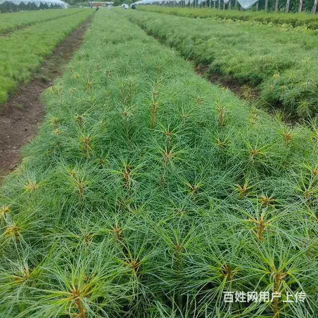 蓝靛果苗 - 图片 3