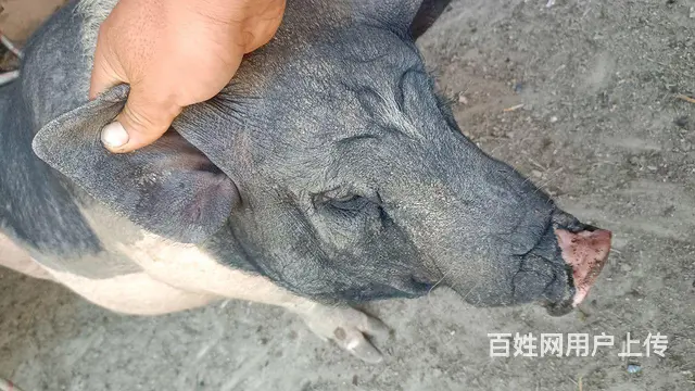 巴馬巴馬 - 图片 1