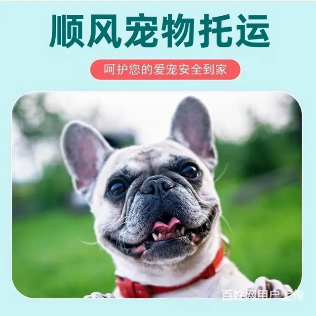 黄石宠物托运（猫咪狗狗）（承接活体运输邮寄）代办检疫证 上门 - 图片 2