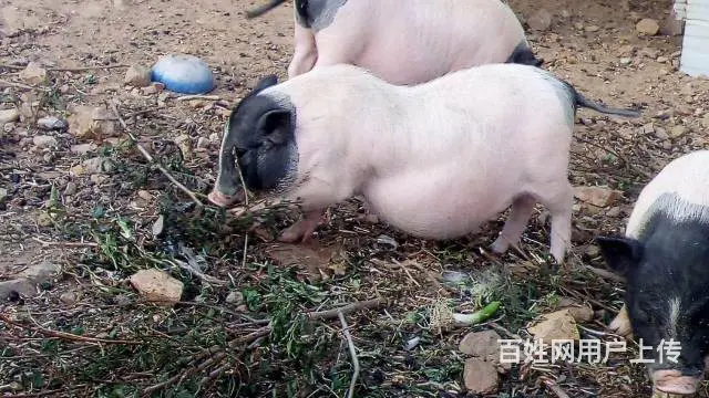 纯散养巴马香猪年猪出售、巴马烤乳猪订购 - 图片 7