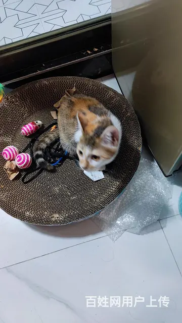 小橘猫找人领养 - 图片 8