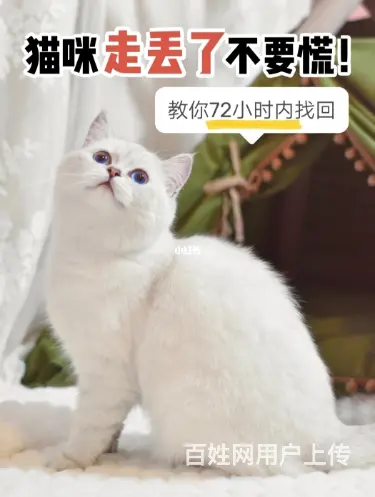 找猫找狗新乡专业寻宠团队成功帮助客户找到猫咪 - 图片 2