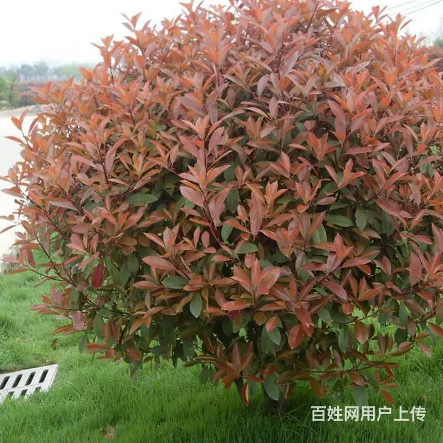 武汉室外园林维护单位花木价格户外苗木价格，武汉办公 - 图片