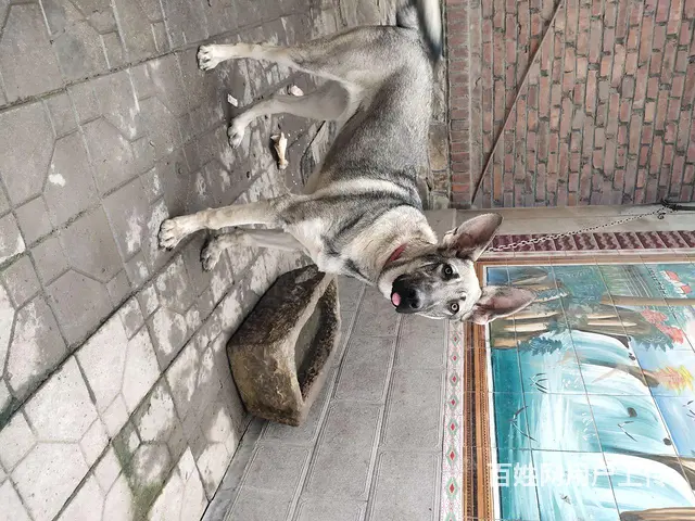 纯种狼青 - 图片 4