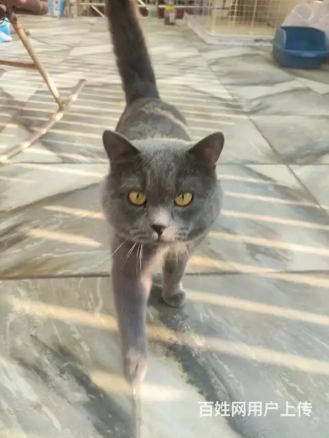 英短蓝猫 - 图片 4