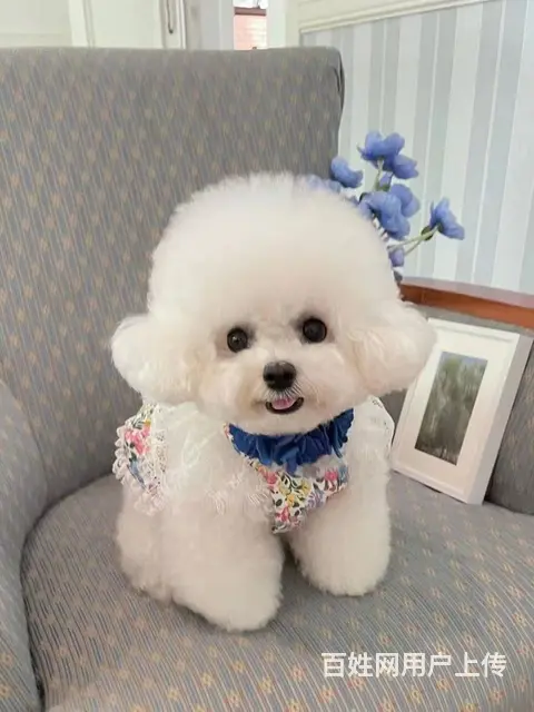 北京出售精品比熊幼犬疫苗齐全可签协议多窝可选 - 图片 9