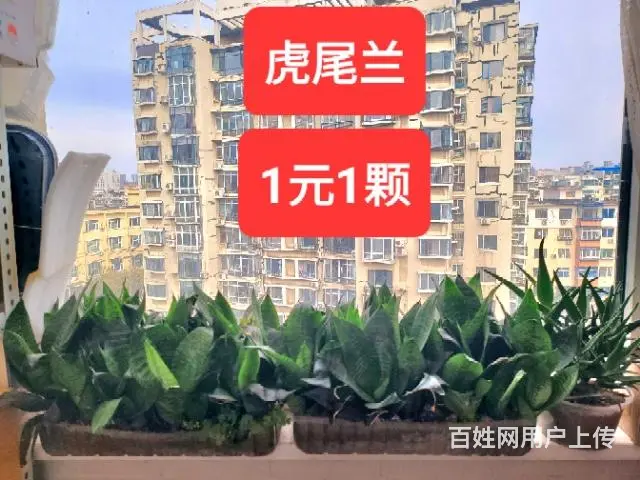 芦荟虎尾兰盆栽 - 图片 1