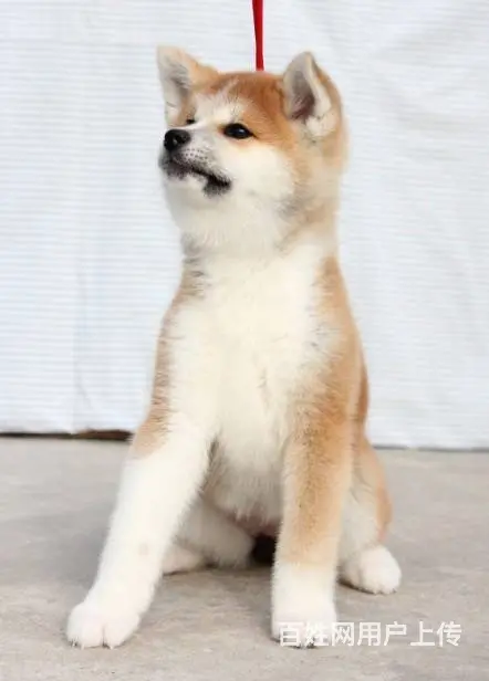 精品纯种秋田犬，品相佳，样子萌哒哒，质量第一 - 图片 3